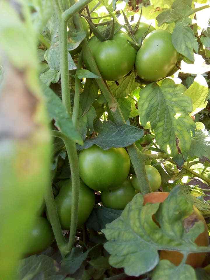 Fresh Tomato , Cherry Green Tomato , Fresh crop for sale 2019 ready to export