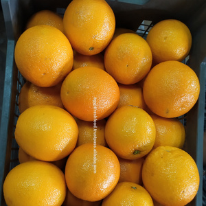 Fresh Navel , Valencia orange from Egypt , fresh crop for season 2021 , All citrus , best price