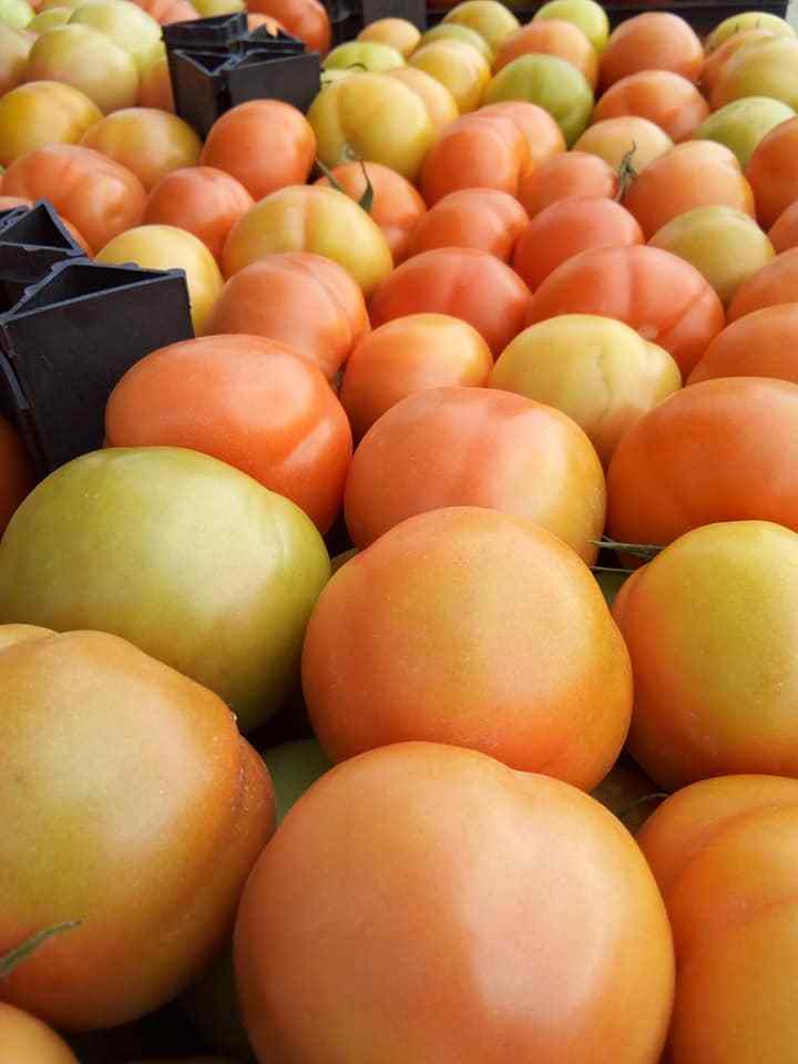 Fresh Tomato , Cherry Green Tomato , Fresh crop for sale 2019 ready to export