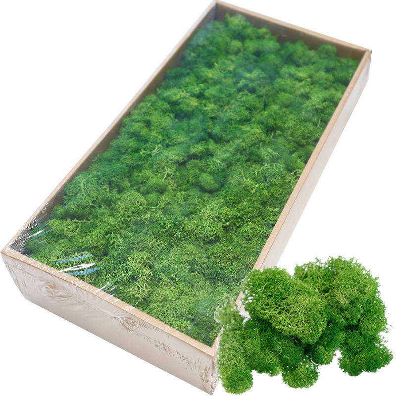 Perfect Home Accessories Decoration Home Decor Moss Wall Decoration Preserved Stabilized Reindeer Moss