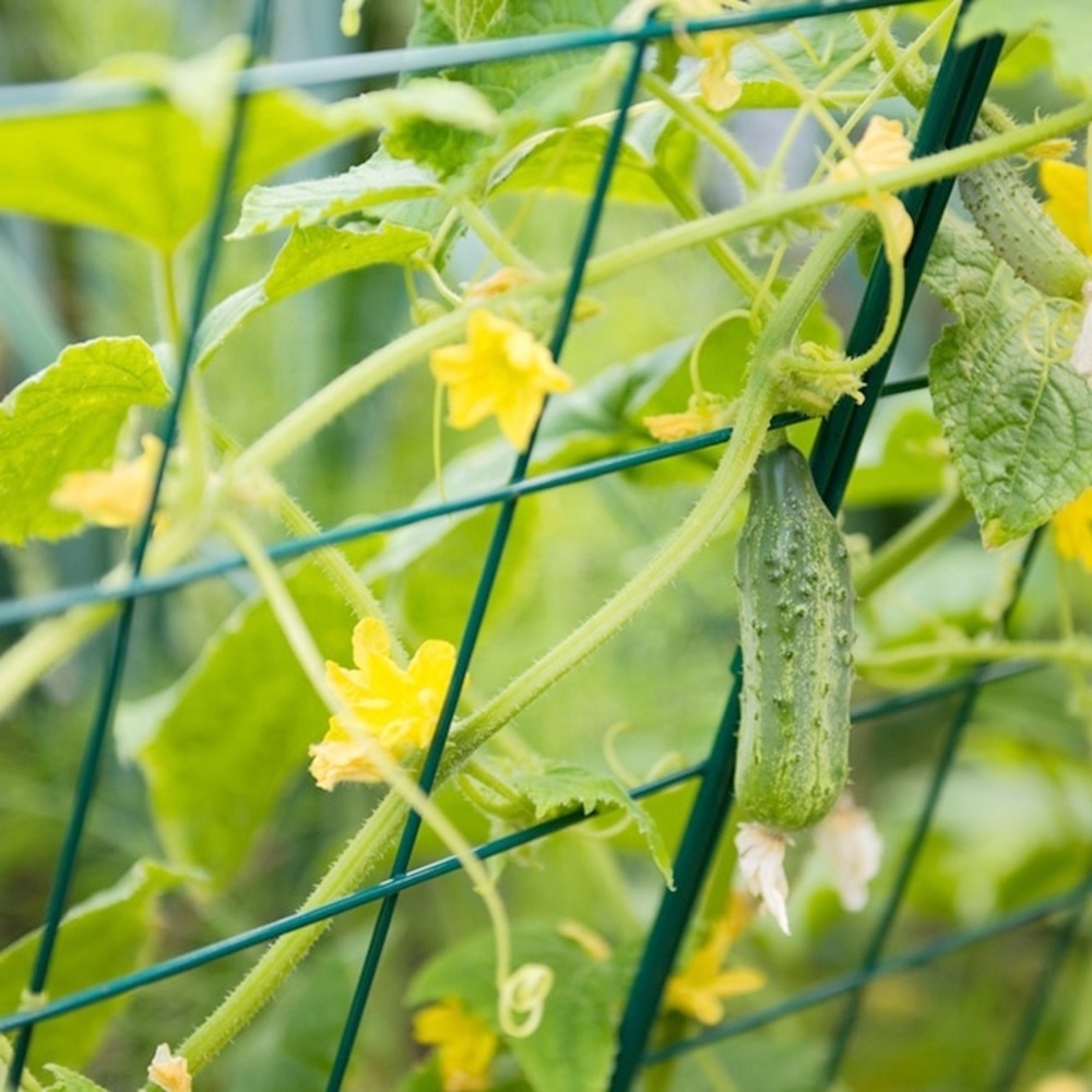 Steel Wire Weld Grid For Plant Support Cucumber Climbing Trellis