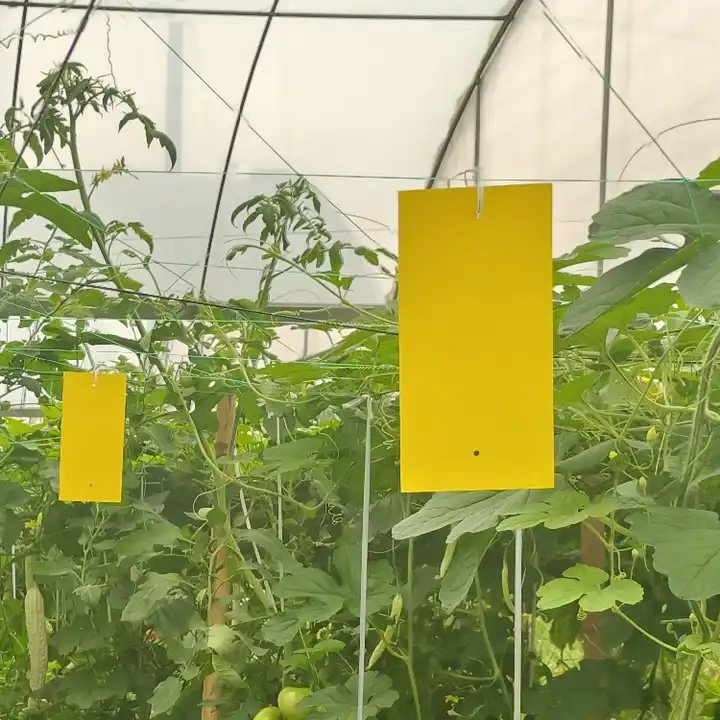 Sticky fruit fly traps Yellow sticky insect traps