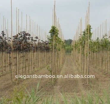 bamboo stake poles for orchard plant tree supporting