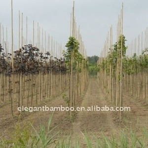 bamboo stake poles for orchard plant tree supporting