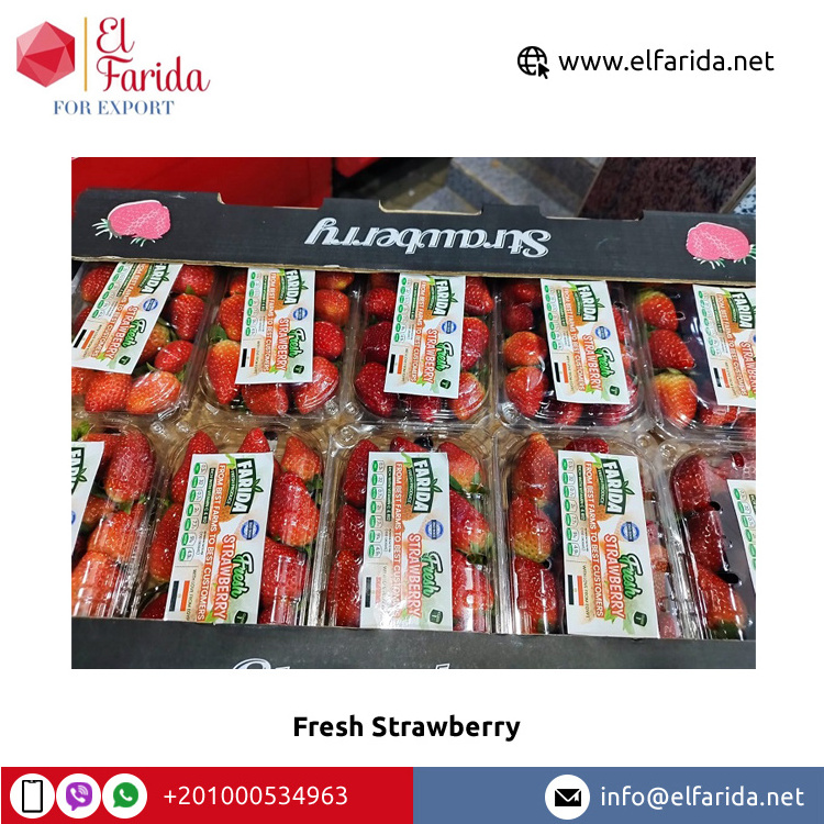 Bulk Quantity Supplier of Best Quality Fruits Berries Red Sweet and Delicious Natural Fresh Strawberry from Egypt