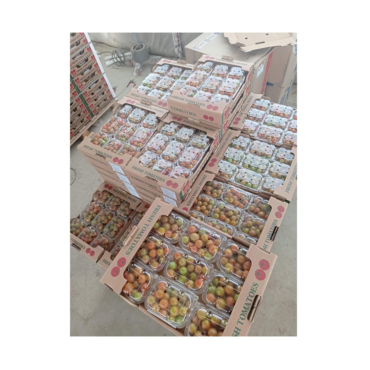 Wholesale Buy Egyptian Exporter & Supplier of Bulk Fresh Fruit Cherry Red Fresh Vegetable Tomatoes for Sale