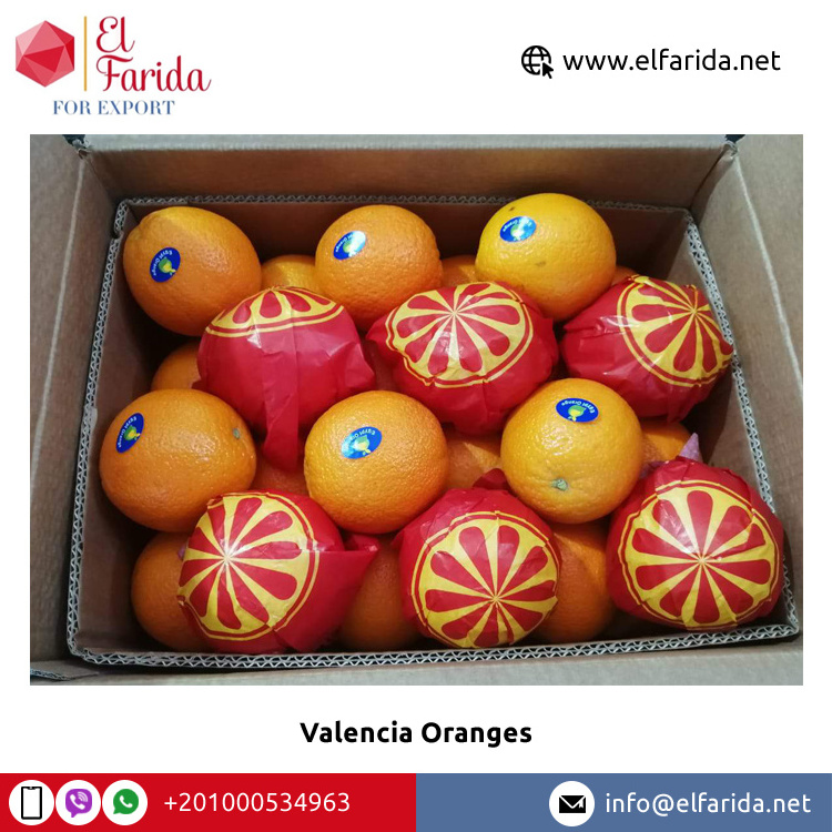 Export Quality from Egypt 100% Natural Pure Healthy Fresh Citrus Fruit | Fresh Valencia Orange/ Navel Orange