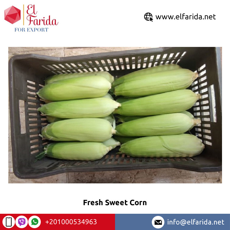 Highly Nutritious Excellent Quality Hot Selling Agriculture Grade Natural Yellow Fresh Sweet Corn from Egypt