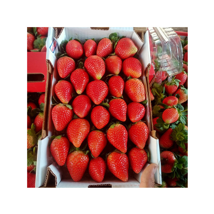 Bulk Quantity Supplier of Best Quality Fruits Berries Red Sweet and Delicious Natural Fresh Strawberry from Egypt