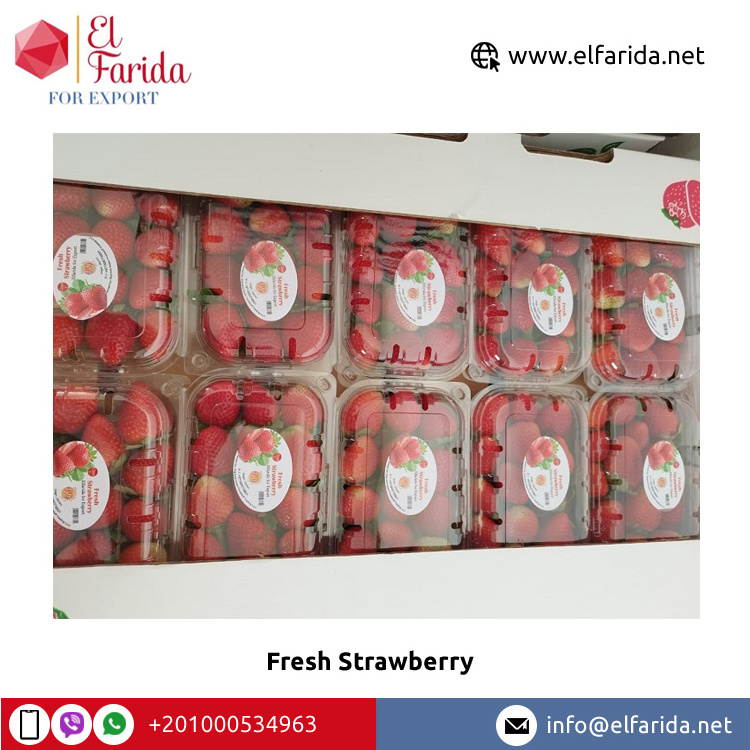 High Quality Top Grade Wholesale Natural Sweet Delicious Red Fresh Strawberry Egypt Origin Fruits at Best Market Price