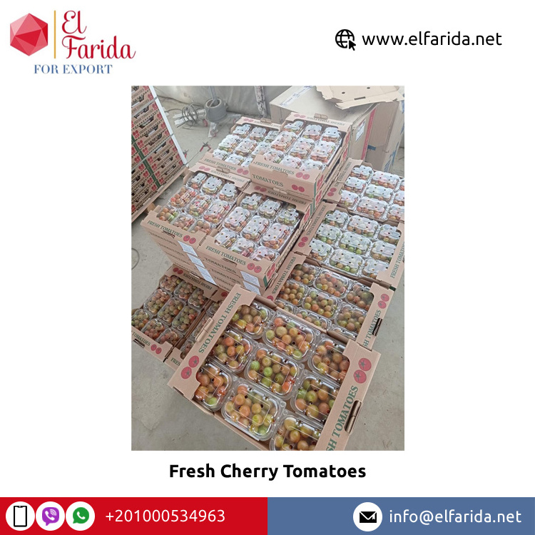 Wholesale Buy Egyptian Exporter & Supplier of Bulk Fresh Fruit Cherry Red Fresh Vegetable Tomatoes for Sale