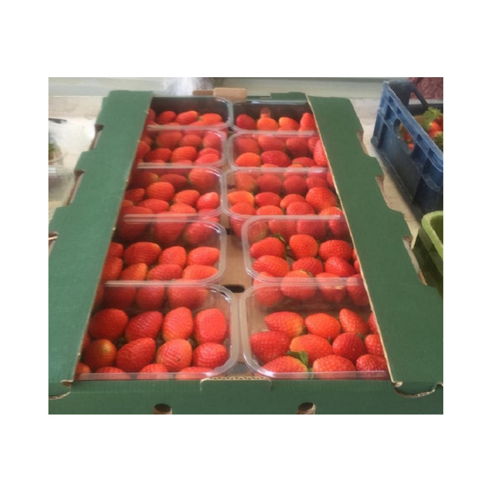 High Quality Top Grade Wholesale Natural Sweet Delicious Red Fresh Strawberry Egypt Origin Fruits at Best Market Price