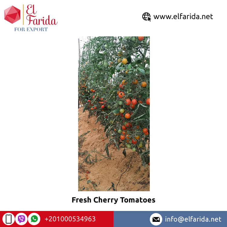 Wholesale Buy Egyptian Exporter & Supplier of Bulk Fresh Fruit Cherry Red Fresh Vegetable Tomatoes for Sale