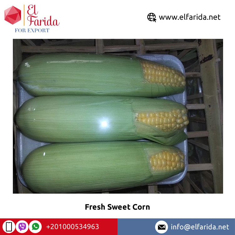 Highly Nutritious Excellent Quality Hot Selling Agriculture Grade Natural Yellow Fresh Sweet Corn from Egypt