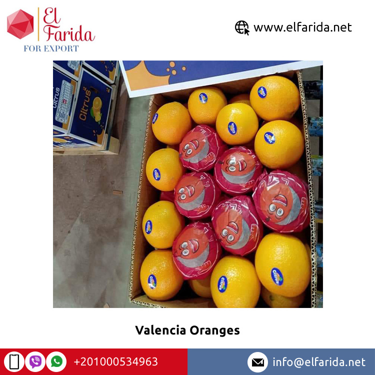 Export Quality from Egypt 100% Natural Pure Healthy Fresh Citrus Fruit | Fresh Valencia Orange/ Navel Orange