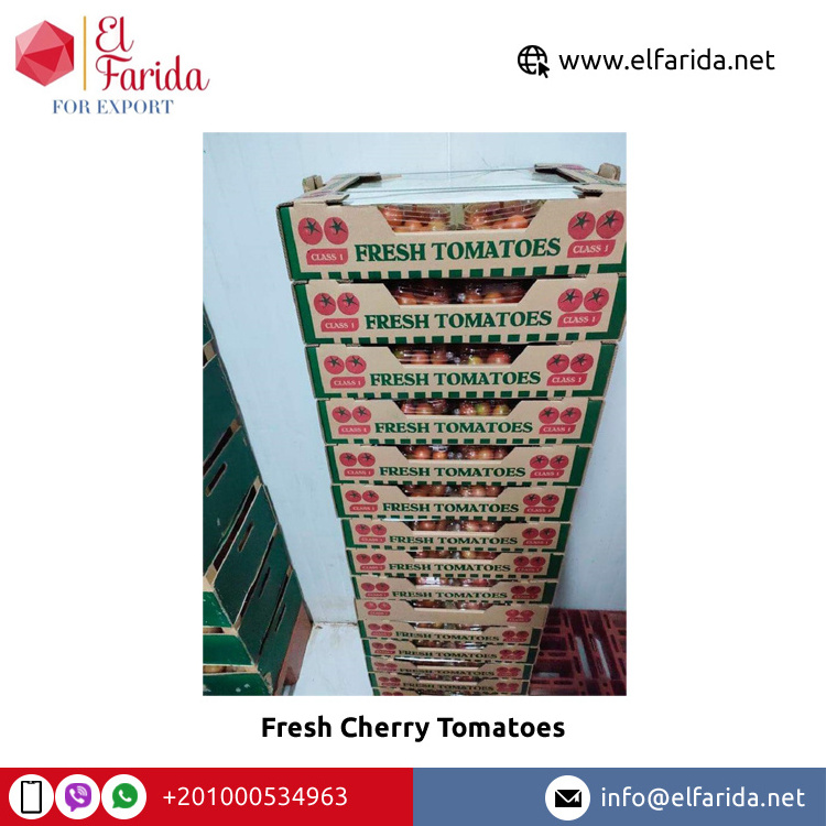 Wholesale Buy Egyptian Exporter & Supplier of Bulk Fresh Fruit Cherry Red Fresh Vegetable Tomatoes for Sale