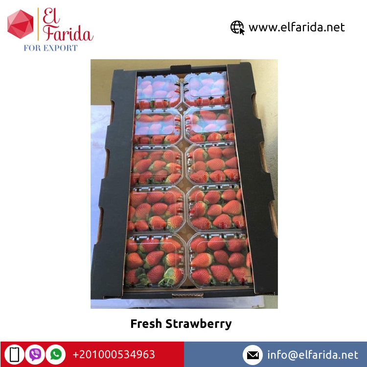 Bulk Quantity Supplier of Best Quality Fruits Berries Red Sweet and Delicious Natural Fresh Strawberry from Egypt