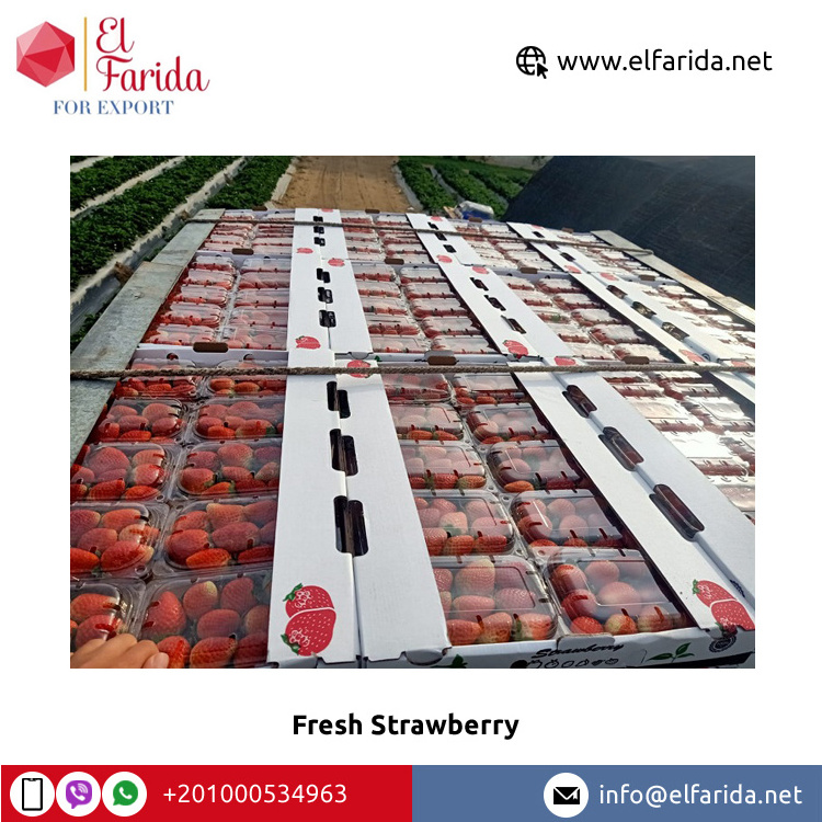 High Quality Top Grade Wholesale Natural Sweet Delicious Red Fresh Strawberry Egypt Origin Fruits at Best Market Price