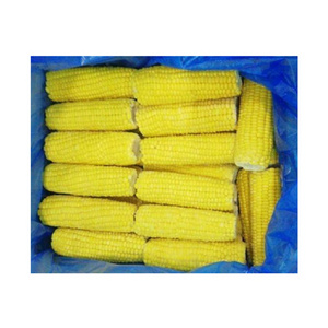 Highly Nutritious Excellent Quality Hot Selling Agriculture Grade Natural Yellow Fresh Sweet Corn from Egypt