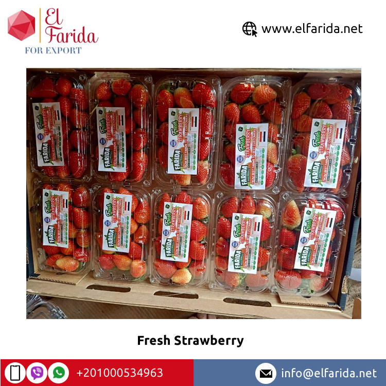 Bulk Quantity Supplier of Best Quality Fruits Berries Red Sweet and Delicious Natural Fresh Strawberry from Egypt