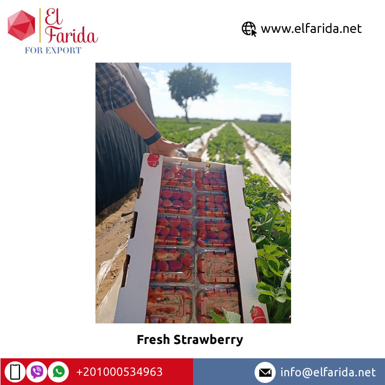 High Quality Top Grade Wholesale Natural Sweet Delicious Red Fresh Strawberry Egypt Origin Fruits at Best Market Price