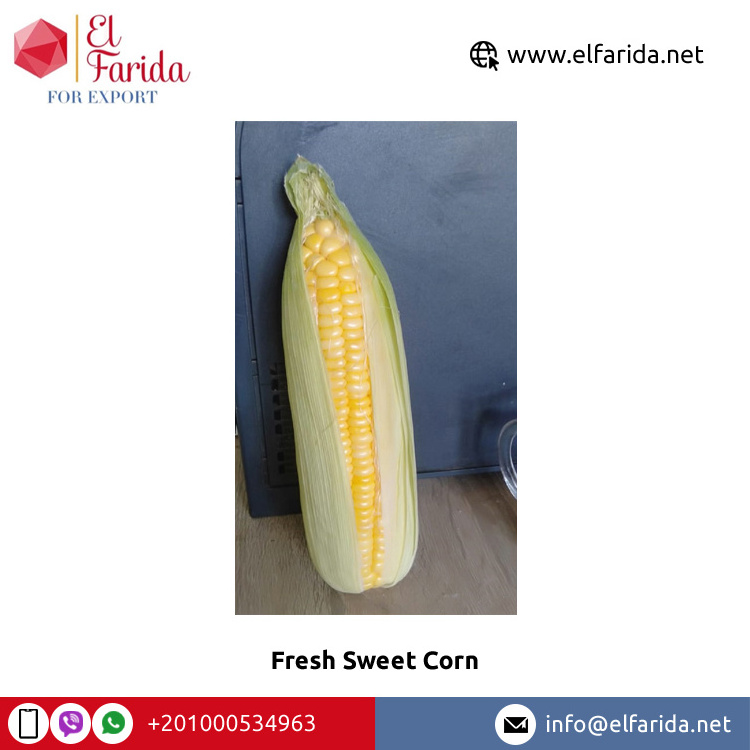 Highly Nutritious Excellent Quality Hot Selling Agriculture Grade Natural Yellow Fresh Sweet Corn from Egypt