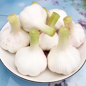 New crop Chinese fresh garlic in bulk fresh normal white red garlic ajos chino fresco alho from manufacturers low price