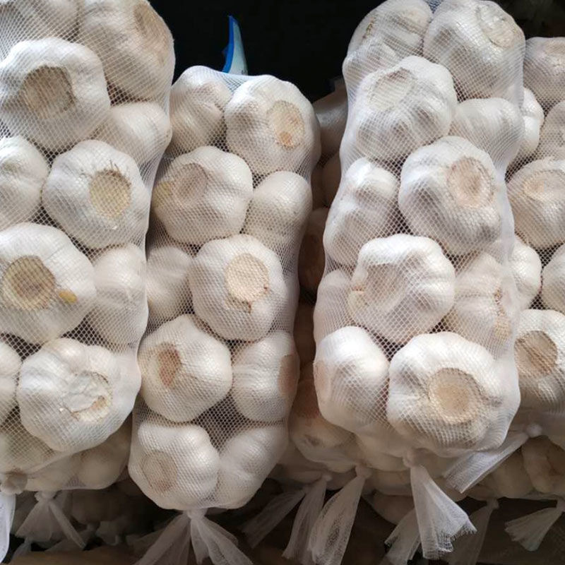 chinese solo wholesale price fresh peeled garlic in bulk