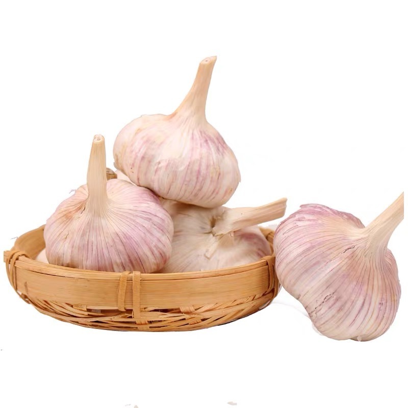 chinese solo wholesale price fresh peeled garlic in bulk