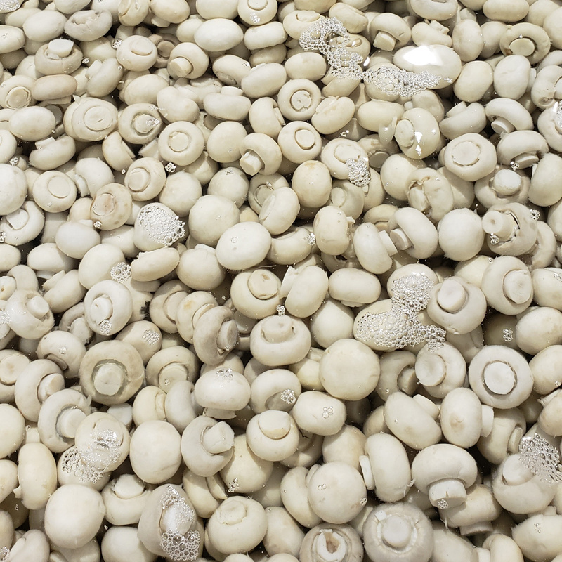 March Expo Wholesale Factory Price 2024 New Season High Quality And Good Price OEM/ODM Available Canned Mushroom