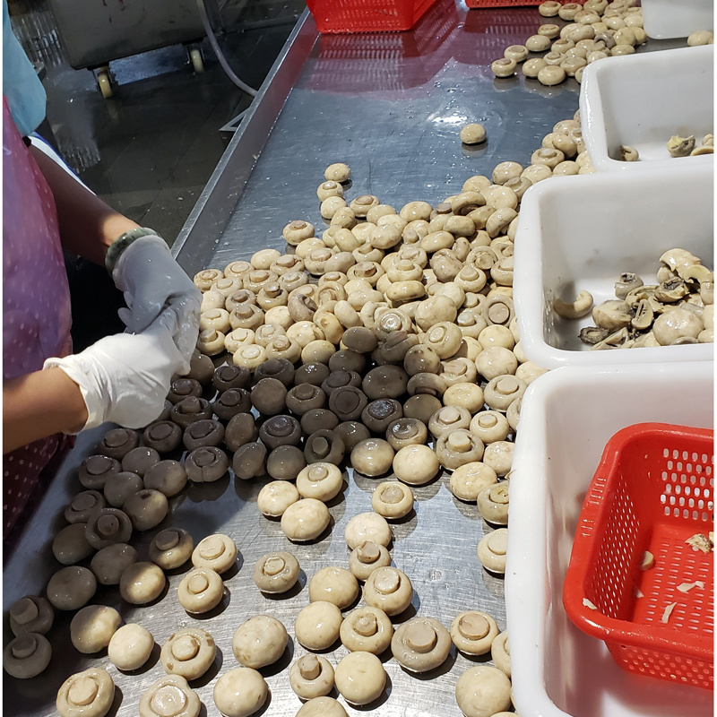 Canned Button Mushroom Champignon Mushroom Export