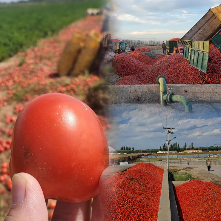 Drum Tomatoes Paste In Drums Wholesale New import bulk Tomato Concentrate Drums 36 - 38% Bricks Brix.