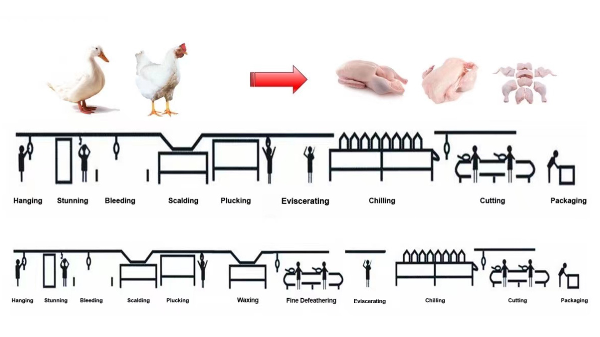 Small 200 Chickens Per Hour Halal plucking machine china Stainless Steel Chicken Killing Cone Plucking Hair Removal Machine