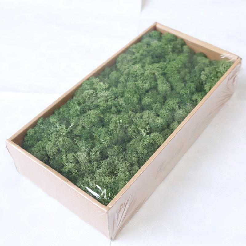 Premium Preserved Reindeer Moss Bulk for Moss Art Wall Decor