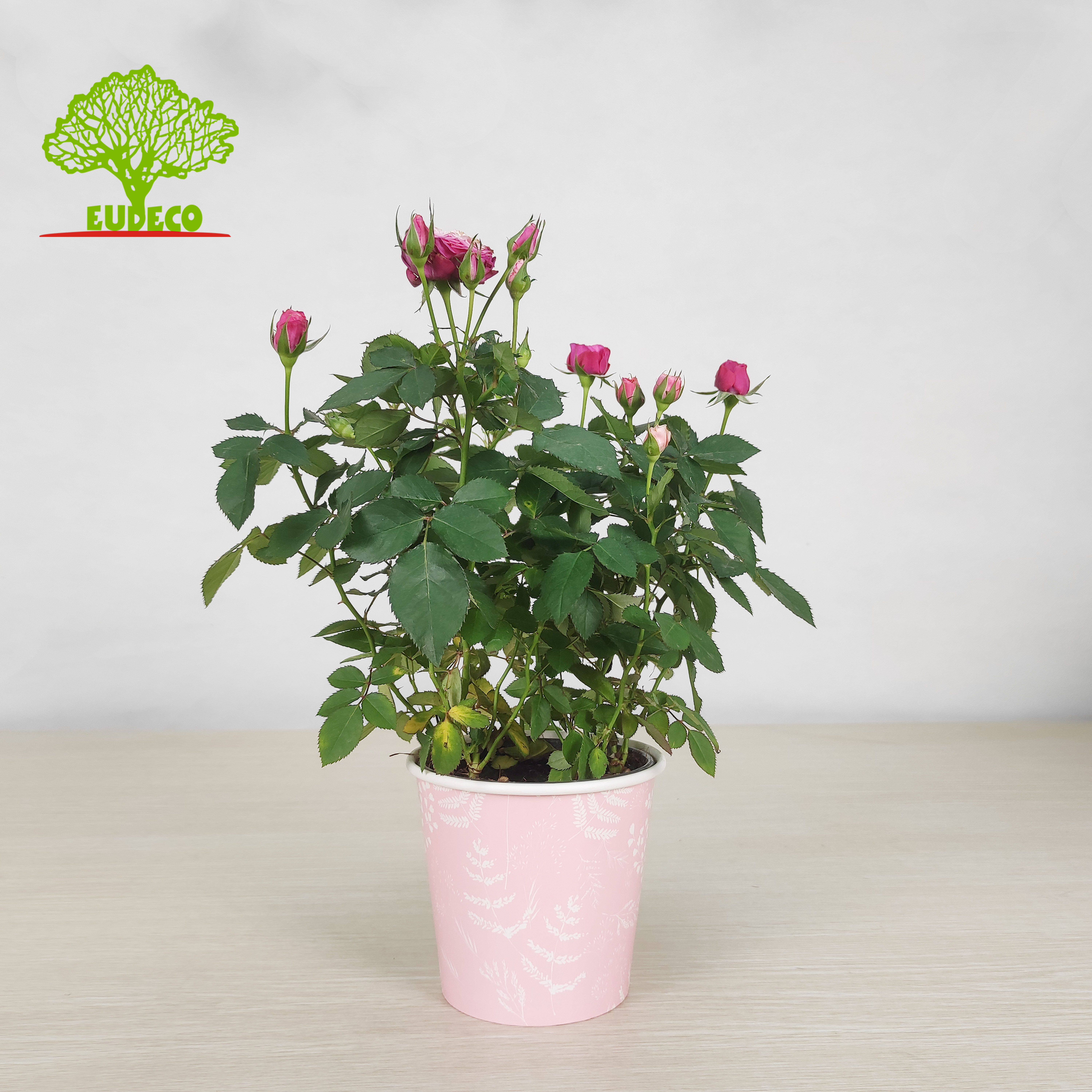 Waterproof Customized Logo Paper Cup For Plant Packing Carrier Cup Flower Pot Cover