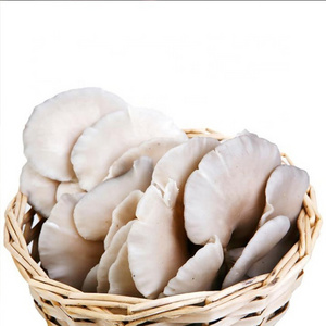 Cultivated High Quality AD dried Pleurotus Ostreatus Oyster mushrooms for Sale