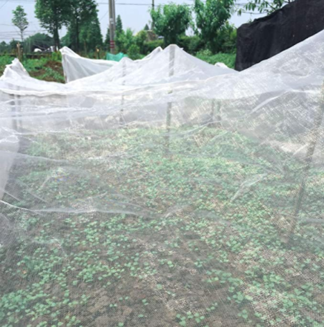 Green House Multi-span Agricultural Greenhouses and Commercial Fish Farming Greenhouse Insect Netting