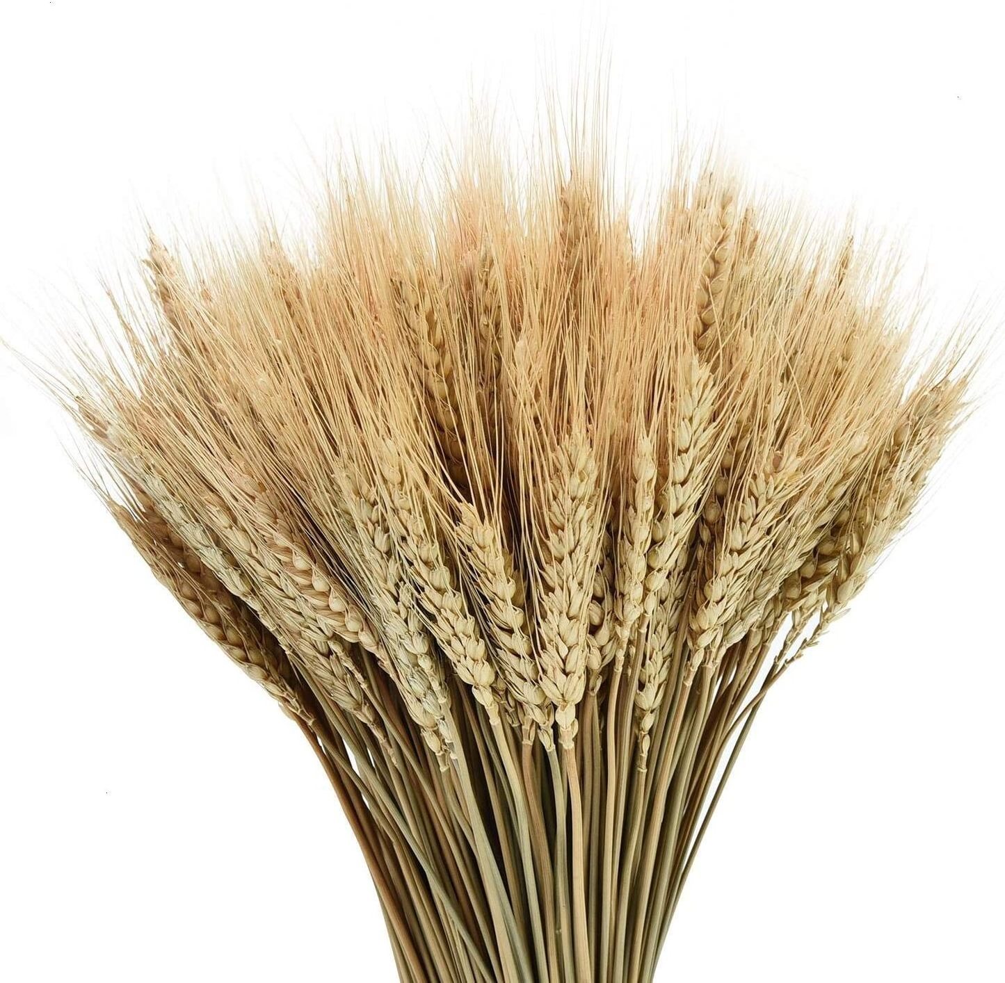 Dried Wheat Stalks 100 Stems 100% Natural Wheat Decor for Home Kitchen Christmas Wedding  Pampas Grass Dried Flowers