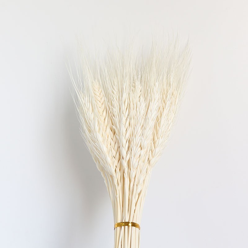 Dried Wheat Stalks  100 Stems Wheat Sheaves for Decorating Wedding Table  Pampas Grass Wheat Dried Flowers