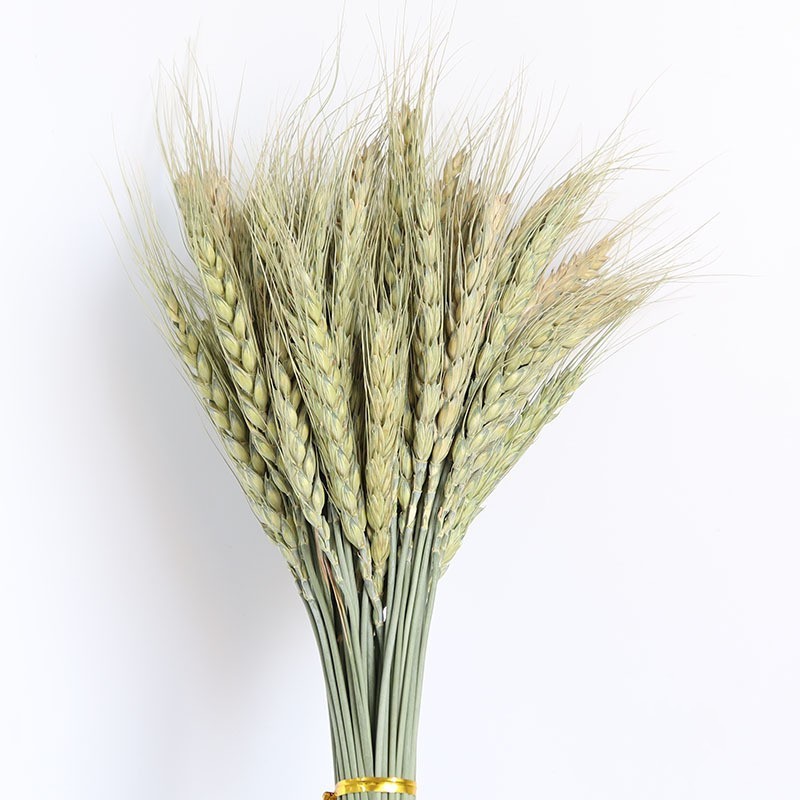 Dried Wheat Stalks  100 Stems Wheat Sheaves for Decorating Wedding Table  Pampas Grass Wheat Dried Flowers