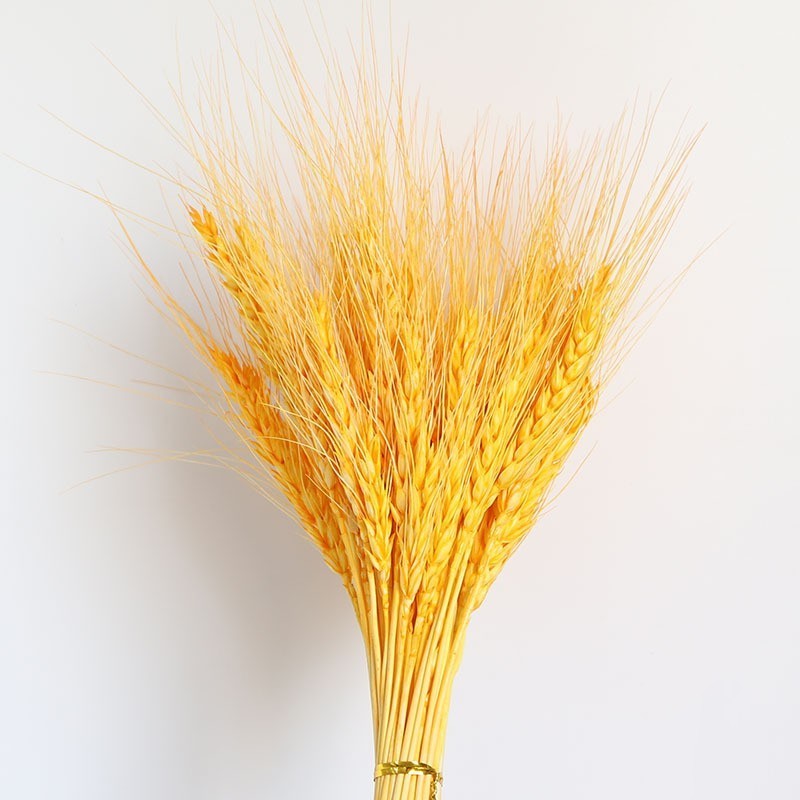 Dried Wheat Stalks  100 Stems Wheat Sheaves for Decorating Wedding Table  Pampas Grass Wheat Dried Flowers