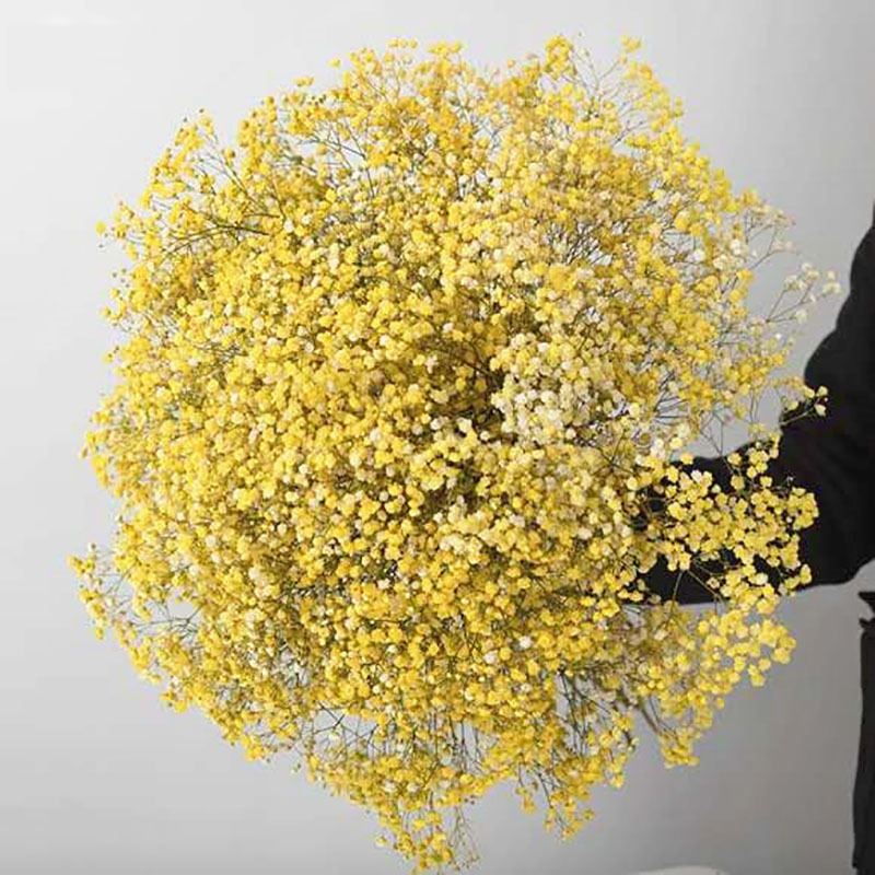 Valentine's day preserved gypsophila bouquet dired flower plant gypsophila filler spray bouquet home decorative flower