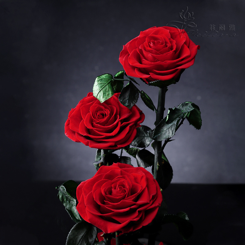 In Glass Dome Every Love Wholesale Real Natural Long Lasting Immortal Eternal Forever Flower Preserved Rose 6-7cm New Year 2 Pcs