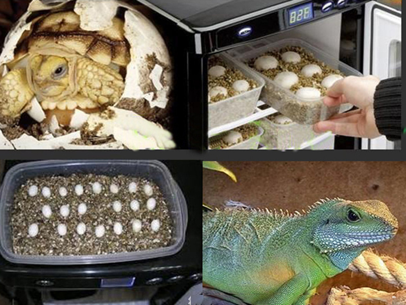 Smart constant temperature reptile breeding racks turtles, lizard snakes, chameleon reptile rack