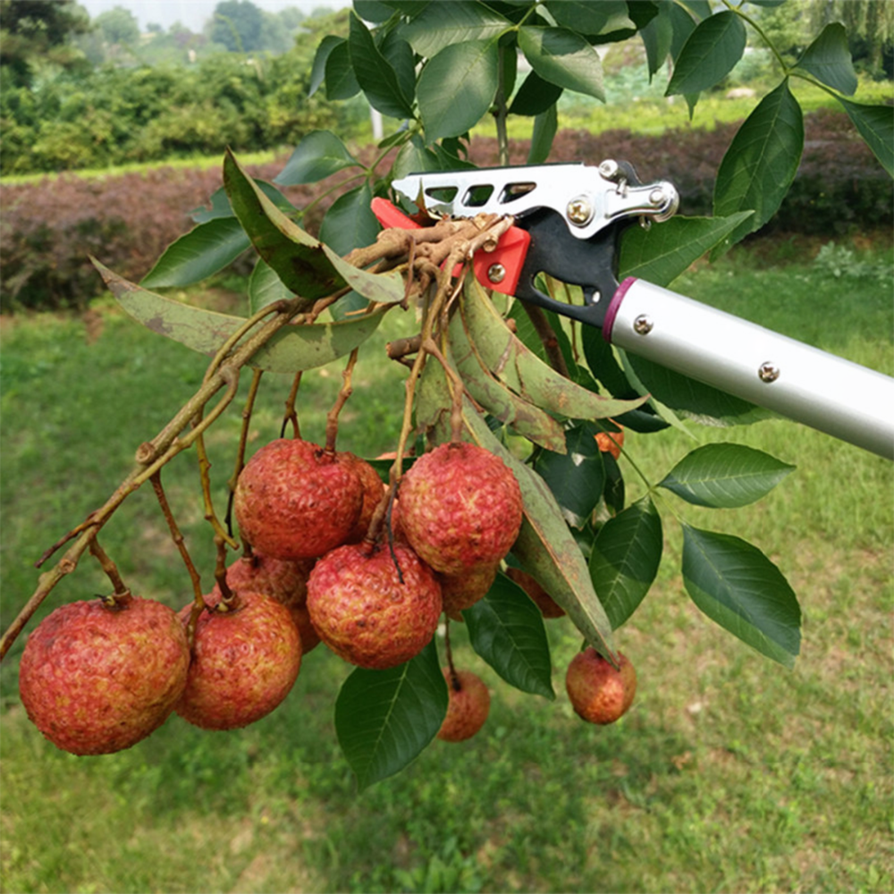 Extentool 3M long reach manual fruit picker with telescopic tree pruner and saw 10ft fruit picking machine