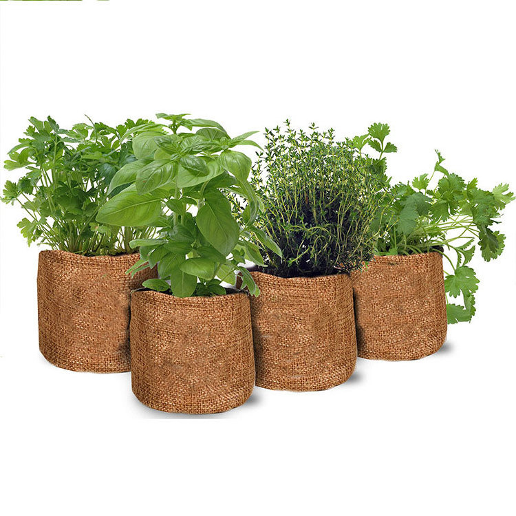 gardening products planting set gift plant herb box for gardening wholesale bonsai starter kit products