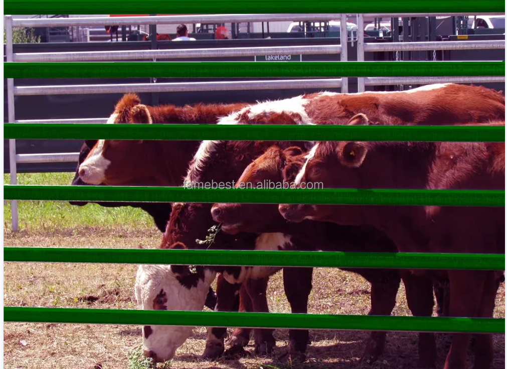 Green gate with panel Powder coated horse corral panels used for cattle horse pen