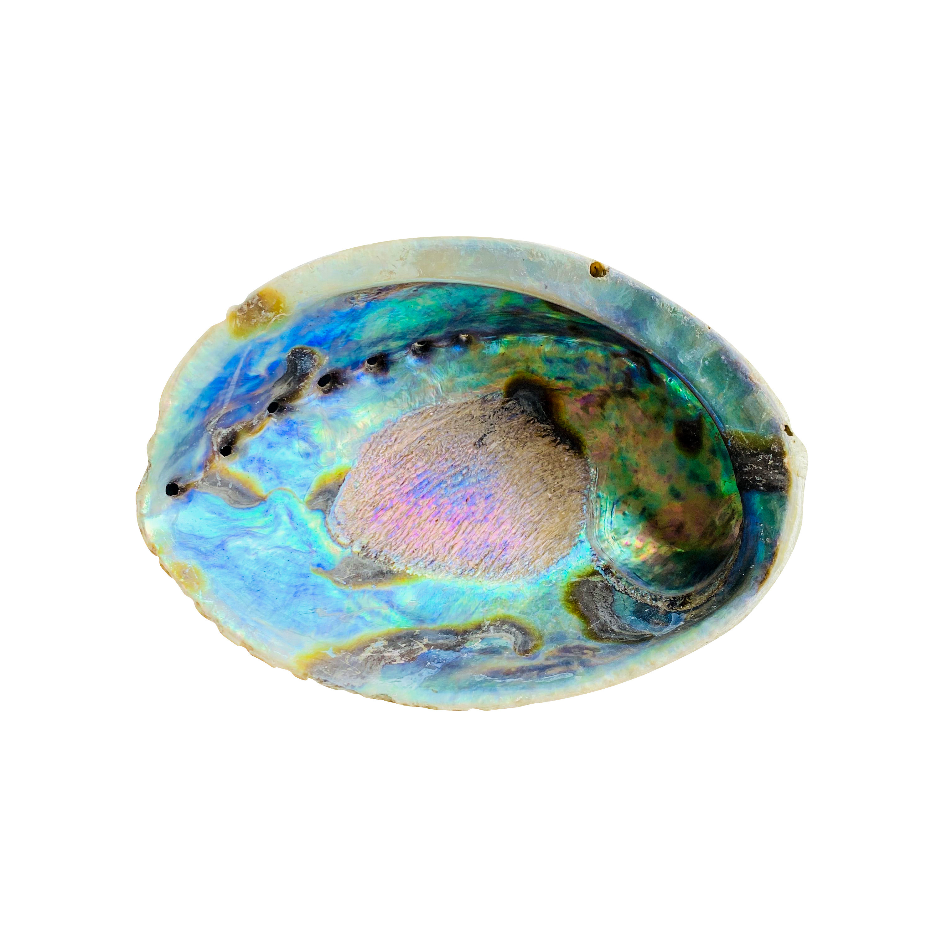 Wholesale natural sea shells mother of pearl New Zealand raw abalone shell for decoration Accessories craft