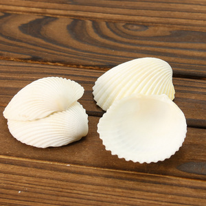 Wholesale Natural White Scallop Clam Seashell Nautical Collect Natural Craft Shell for Home Decoration Wedding Decor