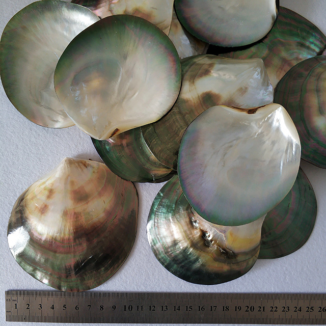 Chinese suppliers Wholesale Natural Polished Black MOP Clip Shell Raw Mother of Pearl Shells Pearl Shells Carved